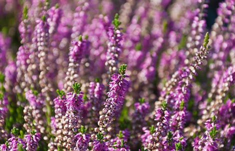 Photograph of a heather