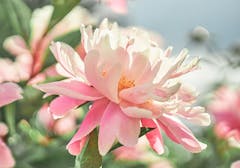 A close-up profile view of a warm pink peony in its prime