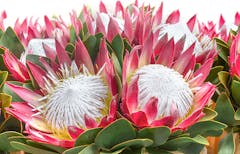A half-dozen king protea, all blooming together
