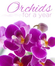 Orchids for a Year!
