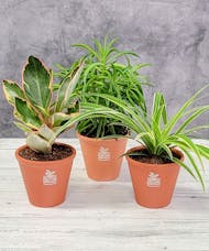 4-inch Green Plant Trio