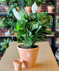 Spathiphyllum (Peace Lily) Floor Plant