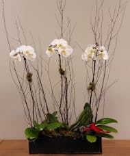 Winter White Orchids