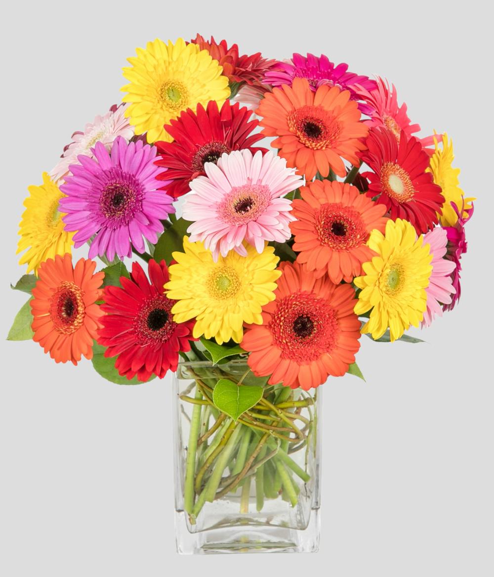 Gerbera Daisies | Same-Day Portsmouth NH Flower Delivery