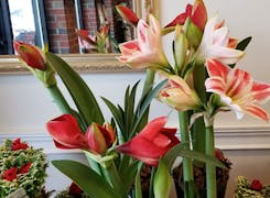 Stunning red blooms seek the sunlight in our Portsmouth showroom