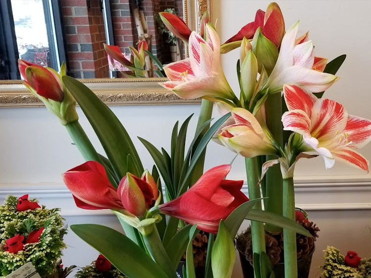 Stunning red blooms seek the sunlight in our Portsmouth showroom